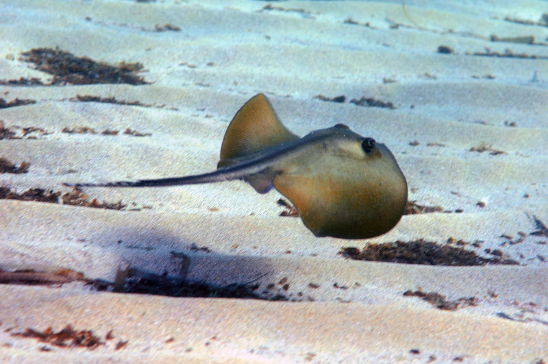 Trigone (Dasyatis pastinaca)